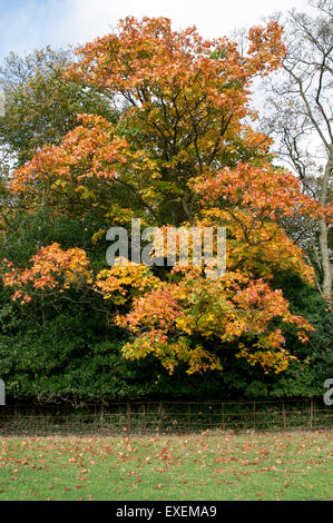 ACER CAMPESTRE Stock Photo