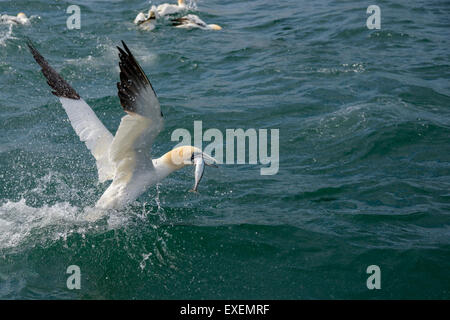 A northern gannet takes off from the ocean surface with a fish mackerel in its beak after having dived for fish Stock Photo