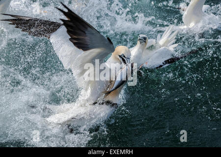 Aggressive northern gannets fight over a morsel of mackerel chummed fish splashing the ocean sea surface dramatic wildlife scene Stock Photo