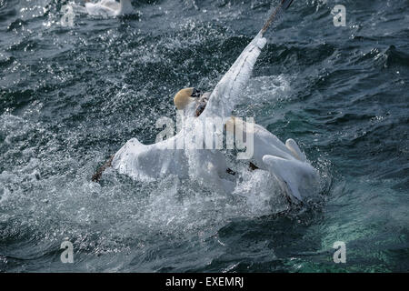 Two northern gannets fight over a fish, splashing the ocean sea surface. Stock Photo