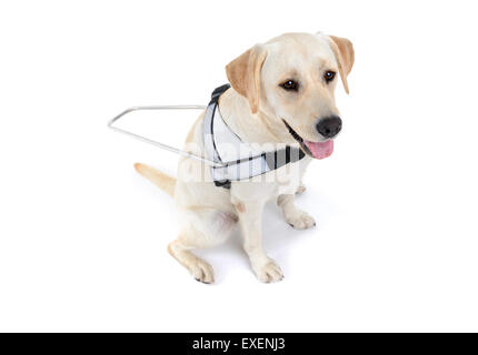 Guide dog for the blind cut out isolated on white background Stock Photo