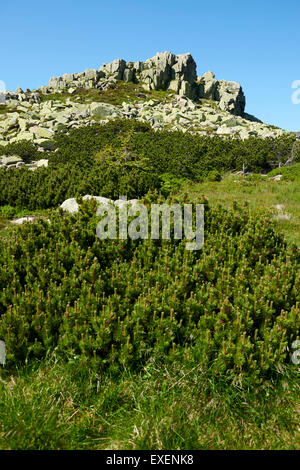 Violik, The Giant Mountains, Krkonose, Karkonoski Park Narodowy Karkonosze, Czech Republic - Poland border, The source of LABE Stock Photo