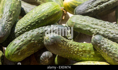 Cucumis sativus background filled with cucumbers Stock Photo