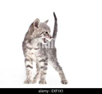 Small gray kitten Stock Photo