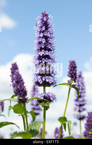 Agastache 'Blue Fortune', or Mexican giant hyssop, set against a blue sky Stock Photo