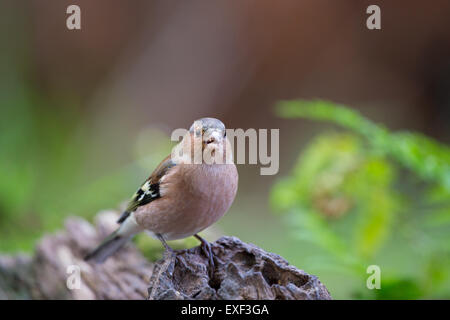 Common Chaffinch in nature Stock Photo