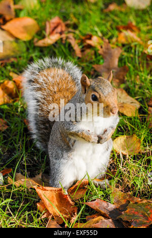 Young Eastern Fox squirrel (Sciurus niger) eating bird seeds in the park Stock Photo