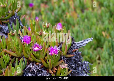 coastal ground cover succulent in the California coast Stock Photo