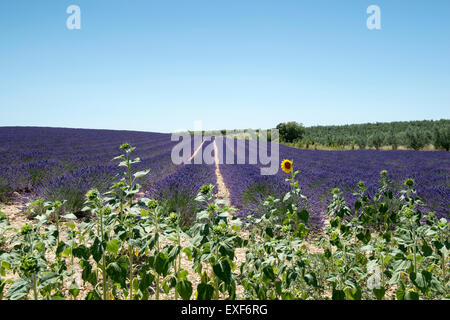 Lavender Field and sunflowers on the Valensole Plateau, Provence France EU Stock Photo