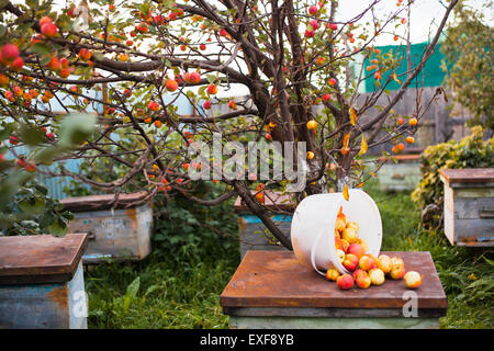 Apples on top of hive in orchard, Sarsy village, Sverdlovsk Region, Russia Stock Photo