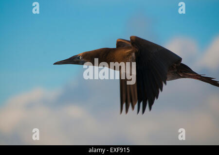 A brown booby (Sula sp.) flying around San Benedicto Island, Revillagigedo, Mexico Stock Photo
