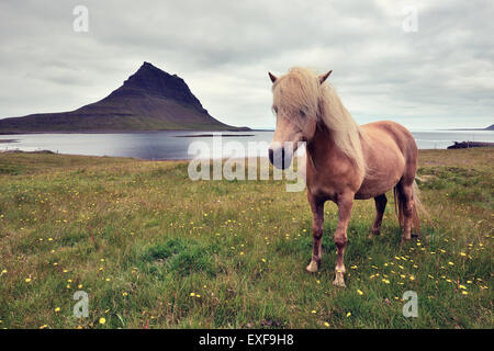 Icelandic horse, Snaefellsnes Peninsula, Iceland