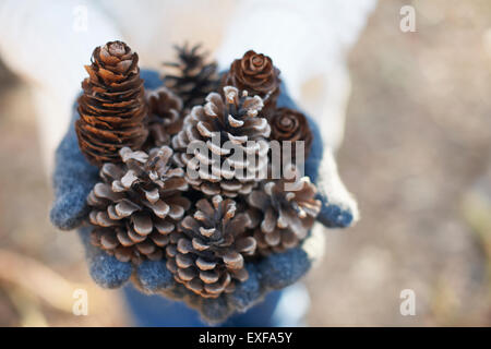 Hands of mature woman holding pine cones in forest Stock Photo