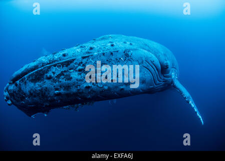 A female humpback resting in the depths around Roca Partida Island, Mexico Stock Photo