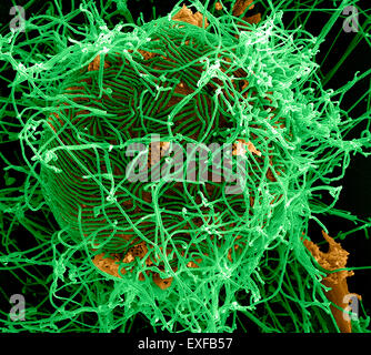 Filamentous Ebola virus particles (colored green) budding from a chronically-infected VERO E6 cell (colored yellow) Stock Photo