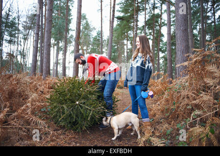 Young couple and dog lifting Christmas tree in woods Stock Photo