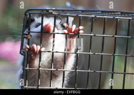 Possum in trap hi-res stock photography and images - Alamy