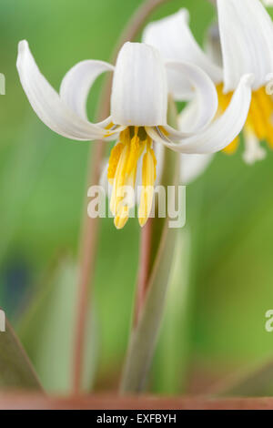 Erythronium dens-canis var. niveum  Dogs tooth violet  Trout lily  March Stock Photo