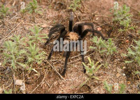 Desert Tarantula, (Aphonpelma chalcodes), male, venomous primitive spider, Sonoita, Arizona, USA. Stock Photo