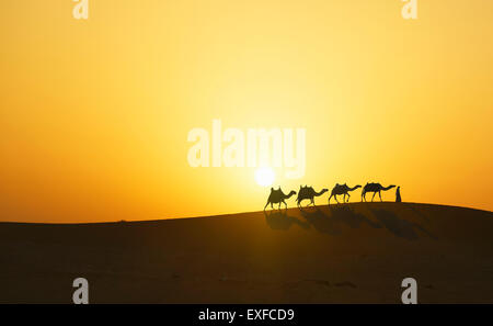 Camel caravan in desert at sunset, Dubai, United Arab Emirates Stock Photo