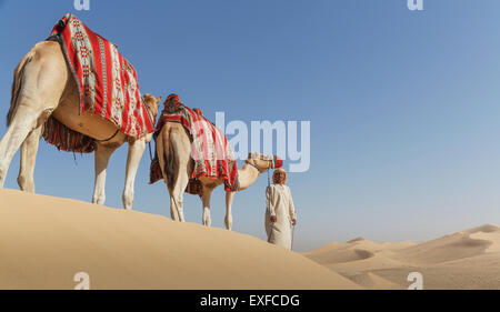 Bedouin leading two camels in desert, Dubai, United Arab Emirates Stock Photo