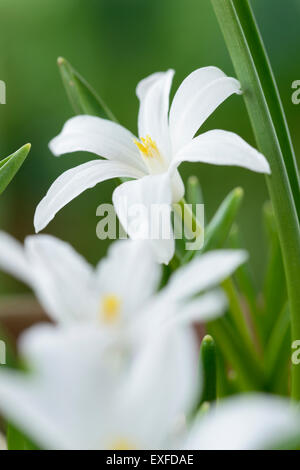 Chionodoxa luciliae  'Alba'  Glory of the snow  March Stock Photo