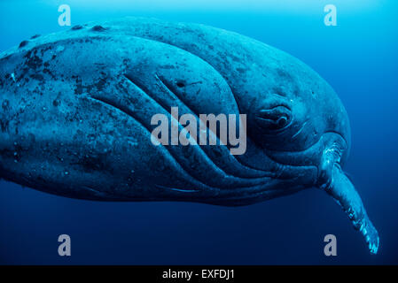 Curious female humpback whale, closeup, Roca Partida, Revillagigedo, Mexico Stock Photo