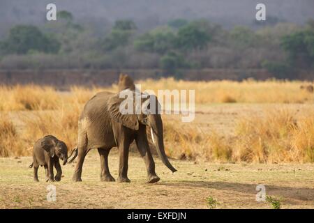 African elephant calf with parent  (Loxodonta africana), Mana Pools National Park, Zimbabwe, Africa Stock Photo
