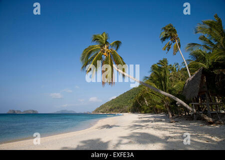 Coconut palms on a tropical beach, El Nido, Philippines Stock Photo