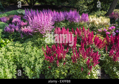 Red Astilbe 'Fanal' (x arendsii) and purple 'Mainz' (japonica hybrid) flowers in summer in the RHS Gardens, Wisley, Surrey, UK Stock Photo