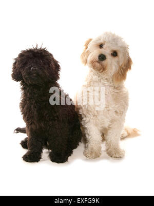 Cavapoo and Cavachon Two adults in a studio Stock Photo