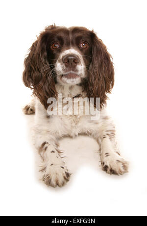 English springer spaniel Single adult in a studio Stock Photo