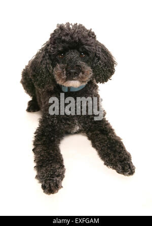 Miniature poodle Single adult laying in a studio Stock Photo