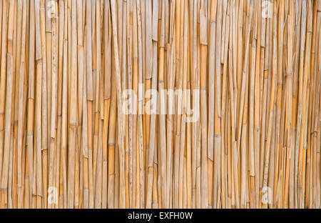 Background of dry stalks of cane closeup. Stock Photo