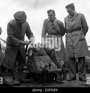 Historical picture, 1950s, showing an two male students or apprentices at a farm or agricultural college being shown how to trim a sheep hoof. Stock Photo