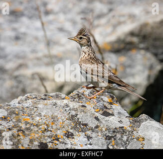 Young Skylark Alauda arvensis perched on rocks on the Dorset coast UK