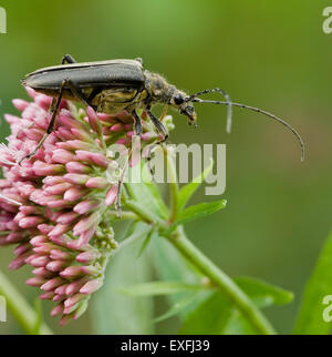 Longhorn beetle feeding on Eupatorium purpureum or Sweet Joe Pye flowers and covered in pollen Somerset UK Stock Photo