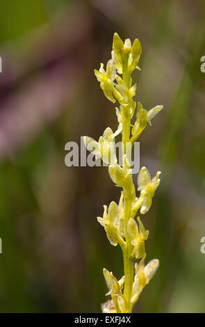 Bog Orchid Hammarbya paludosa flower detail of a plant growing in a New Forest bog Hampshire UK Stock Photo