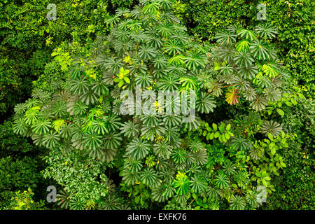 Kakum National Park in Ghana Stock Photo