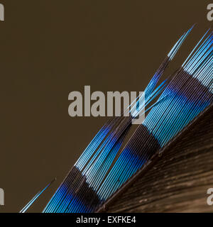 Close up of a jay's feather, UK Stock Photo