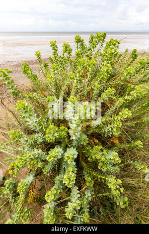 Sea Spurge Euphorbia paralias growing on Kenfig Burrows coastal dune system in South Wales UK Stock Photo