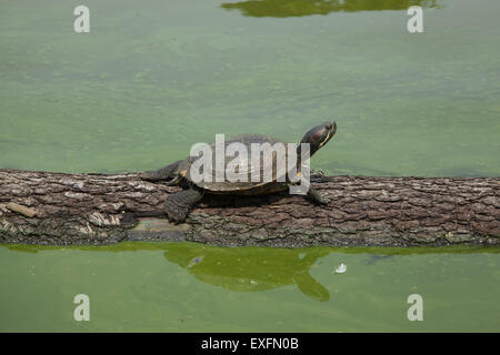 Turtle sunbathing on a log on the waterway in Prospect Park, Brooklyn, NY. Stock Photo