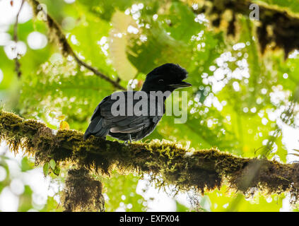 A female Long-wattled Umbrellabird (Cephalopterus penduliger) perched on a branch. Mindo, Ecuador. Stock Photo