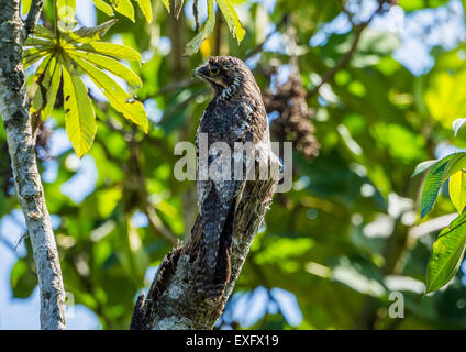 A perfectly camouflaged Common Potoo (Nyctibius griseus) perched on top of a tree stump during the day. Stock Photo