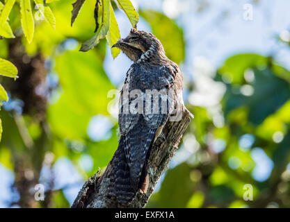 A perfectly camouflaged Common Potoo (Nyctibius griseus) perched on top of a tree stump during the day. Stock Photo