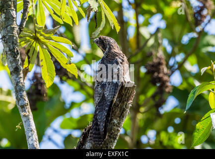 A perfectly camouflaged Common Potoo (Nyctibius griseus) sleeping on top of a tree stump during the day. Stock Photo