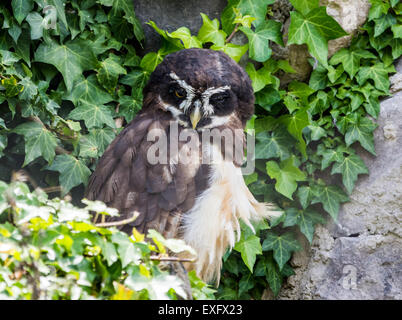 A Spectacled Owl (Pulsatrix perspicillata) stands in green leaves. Stock Photo