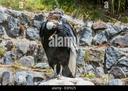 A highly endangered Andean Condor (Vultur gryphus) in captive at the Condor Park, Otavalo, Ecuador. Stock Photo