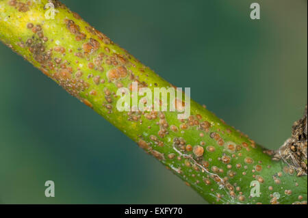 California red citrus scale (Aonidiella aurantii) infestation on orange ...