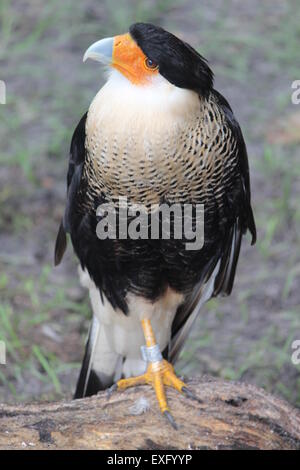 Crested Caracara (Caracara cheriway Stock Photo - Alamy